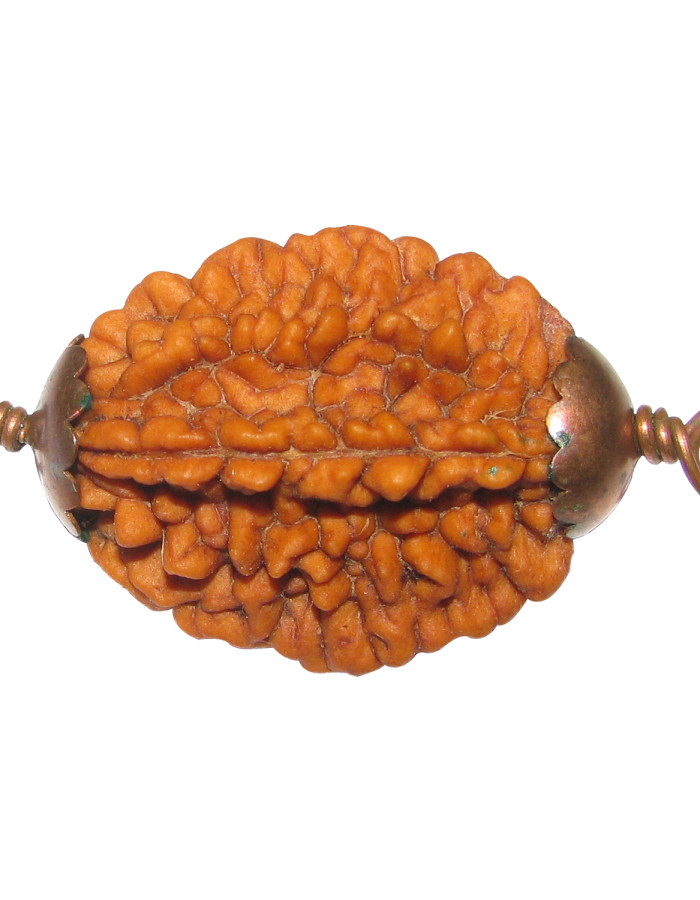 2 mukhi rudraksha