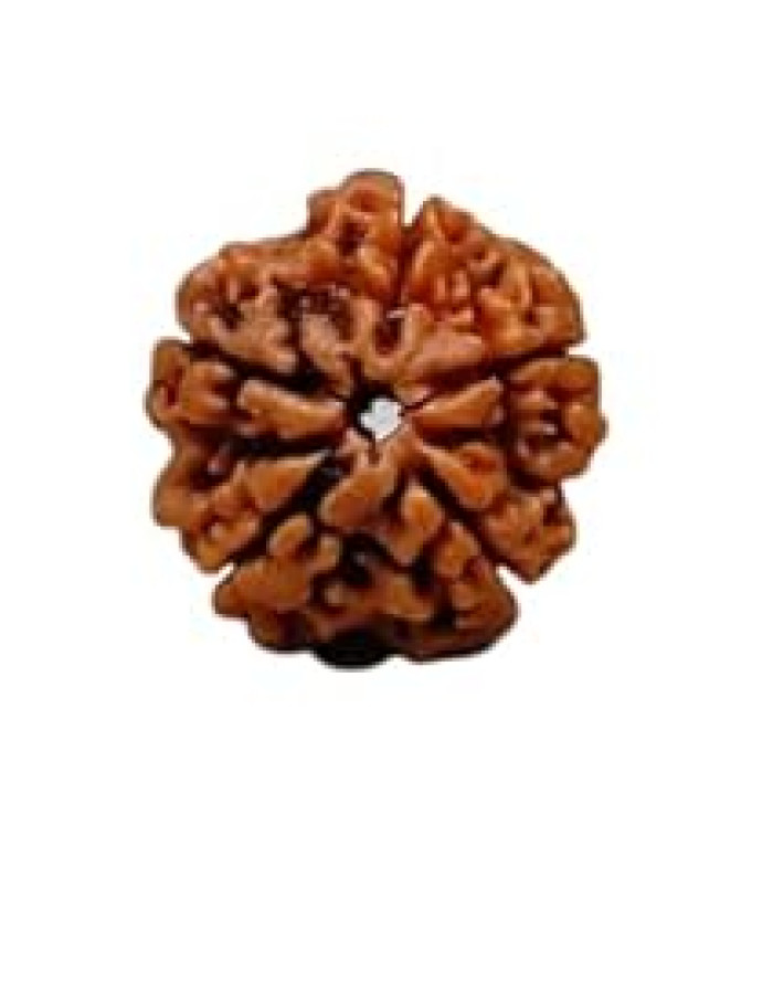 Five mukhi rudraksha